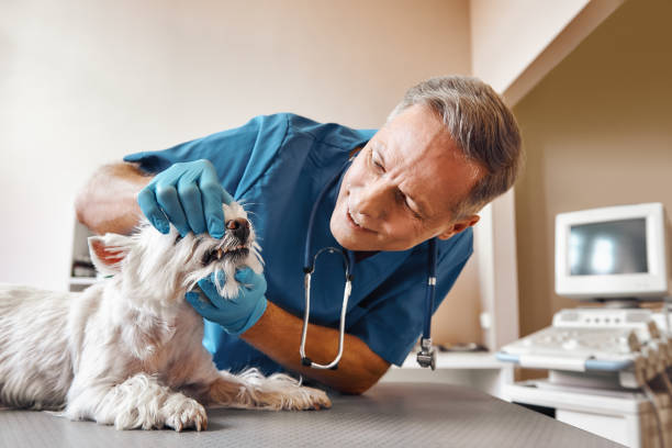 Best Emergency Dental Care for Broken or Chipped Teeth in Gastonia, NC